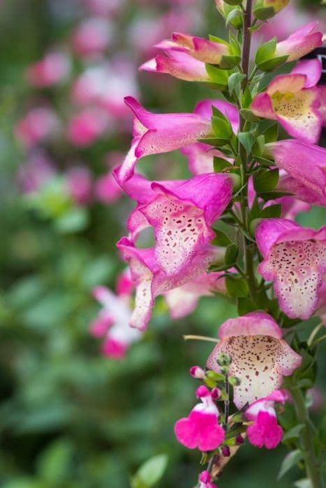 foxglove 'Berry Canary'