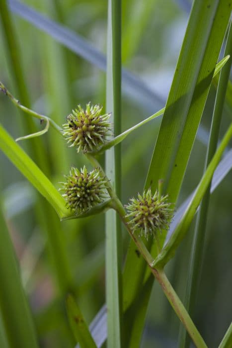 Branched bur reed