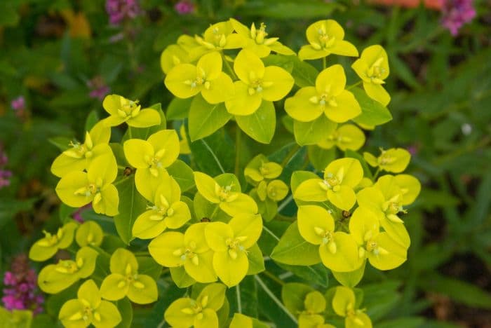 spurge 'Amjillasa'