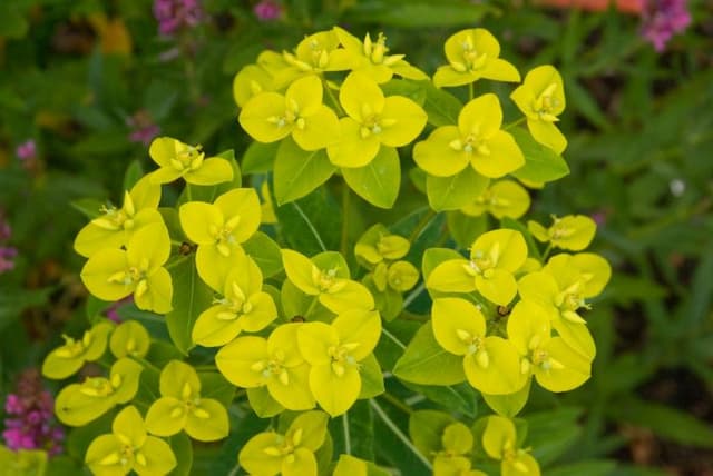 Spurge 'Amjillasa'