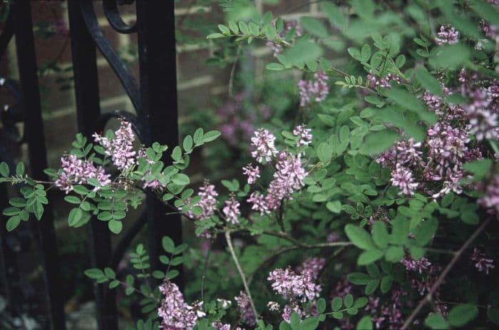 pink-flowered indigo