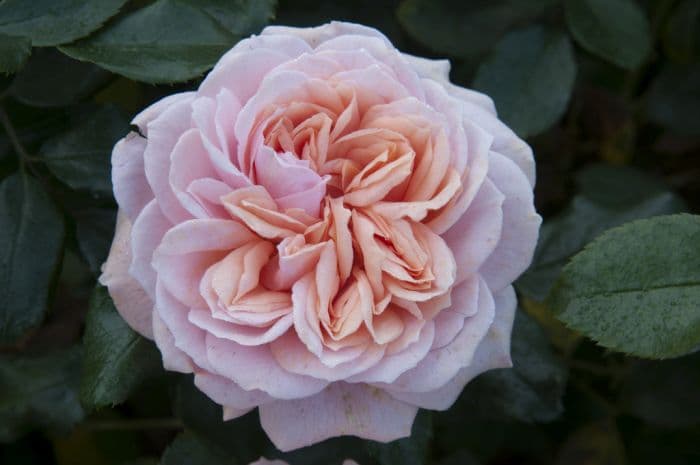 rose [Joie de Vivre]