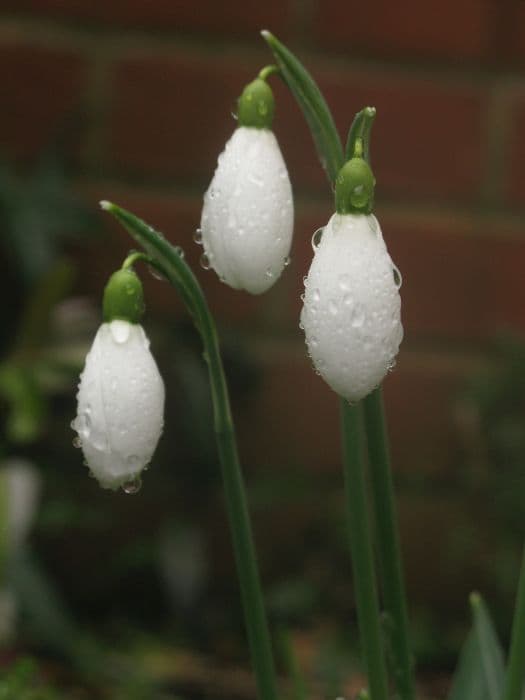 snowdrop 'Brenda Troyle'