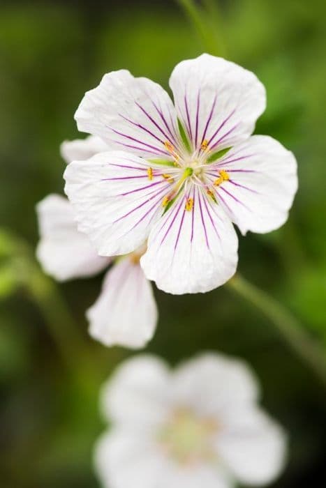 Himalayan cranesbill 'Derrick Cook'