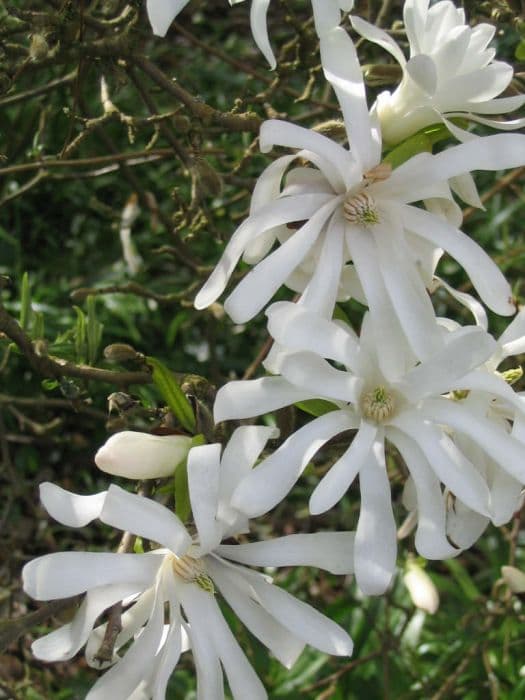 star magnolia 'Royal Star'