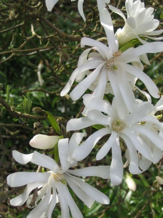 Star magnolia 'Royal Star'