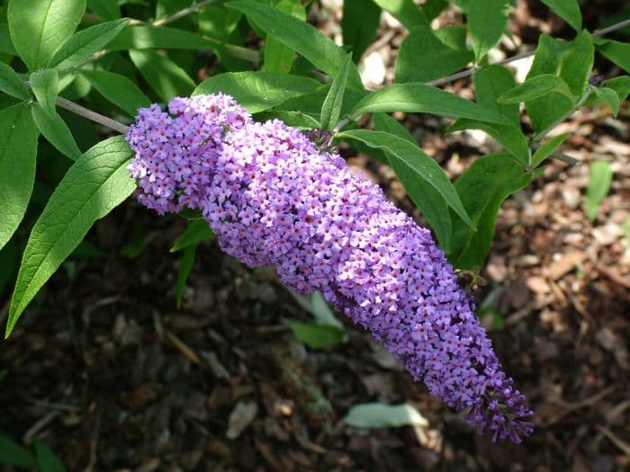 butterfly bush 'île de France'