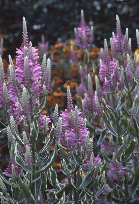 variegated obedient plant