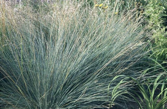 New Zealand blue grass