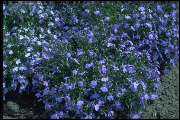 trailing lobelia 'Cambridge Blue'