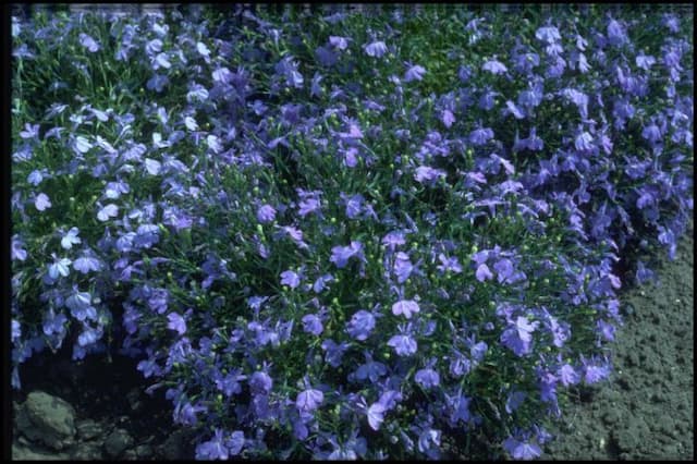 Trailing lobelia 'Cambridge Blue'