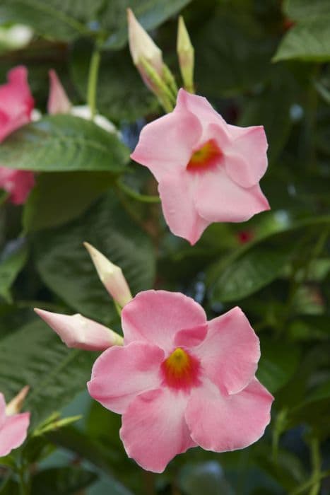 mandevilla 'Alice du Pont'