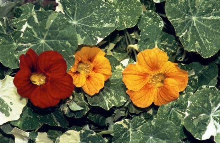 nasturtium Alaska Series