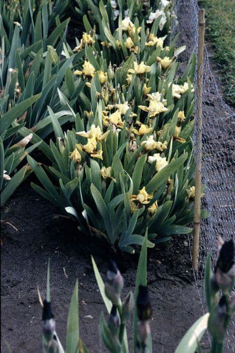 iris 'Diligence'