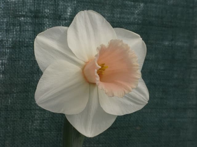 Daffodil 'Chanson'