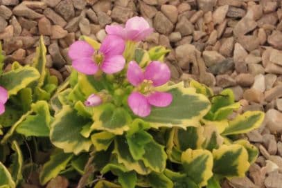 mountain rock cress 'Douler Angevine'