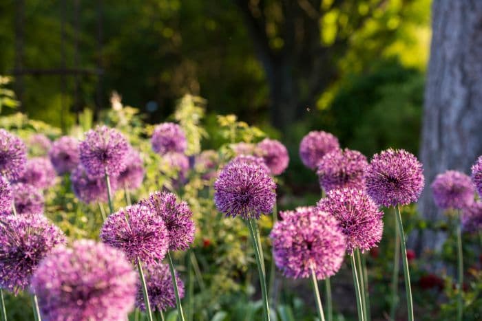 allium 'Early Emperor'