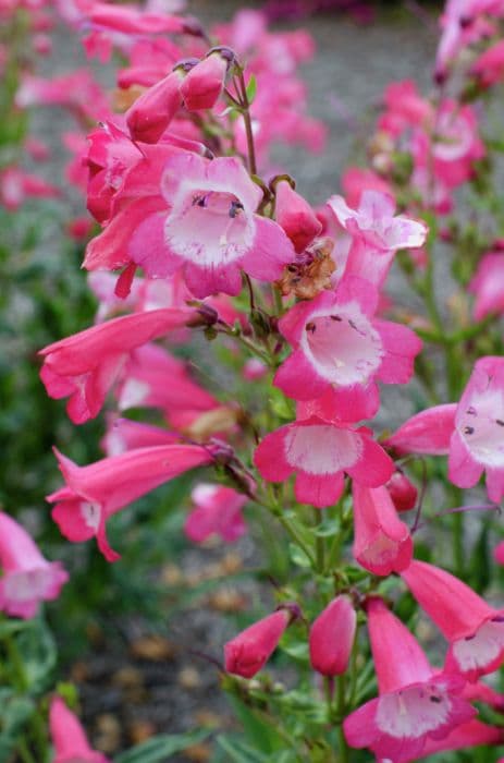 penstemon 'Pensham Avonbelle'