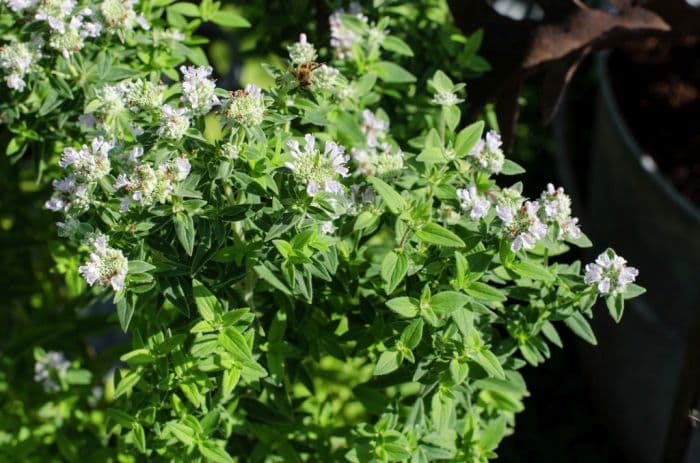 short-toothed mountain mint