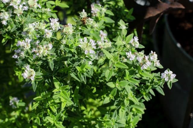 Short-toothed mountain mint