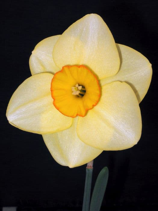 daffodil 'Best Friend'