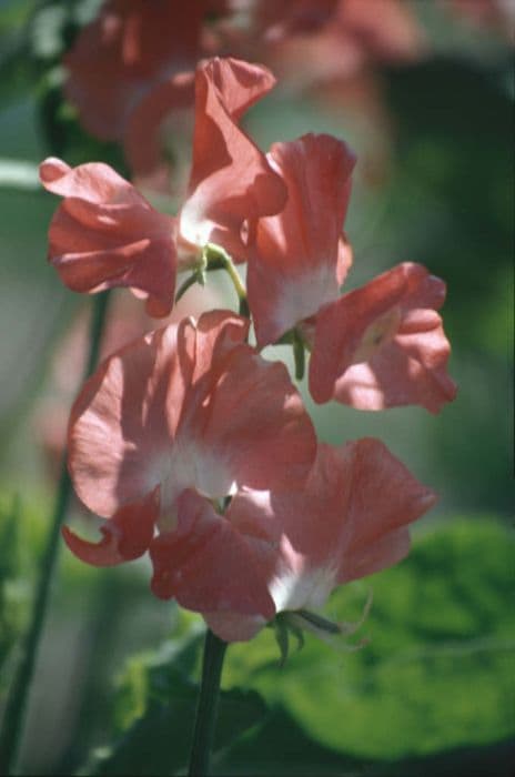 sweet pea 'Florencecourt'