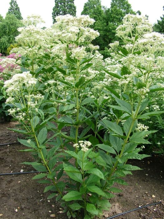 eupatorium 'Massive White'