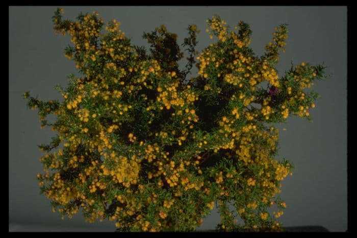 golden barberry 'Corallina Compacta'