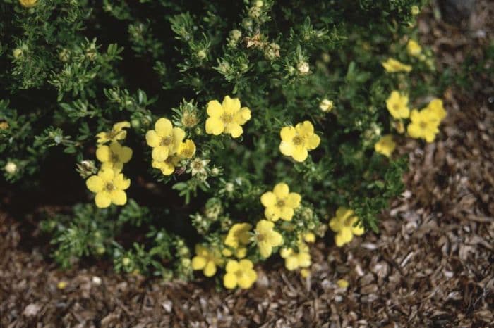 cinquefoil 'Sungold'