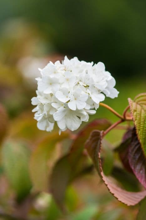 Japanese snowball [Triumph]