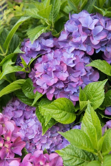 hydrangea 'Hobergine'