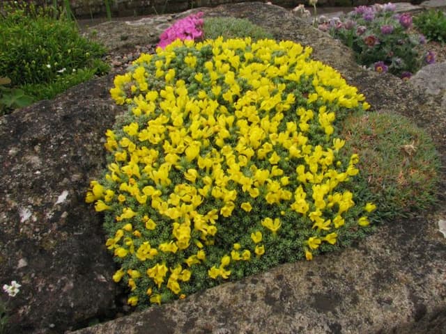 Primrose-flowered vitaliana