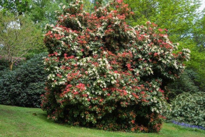 Forrest's Taiwan pieris