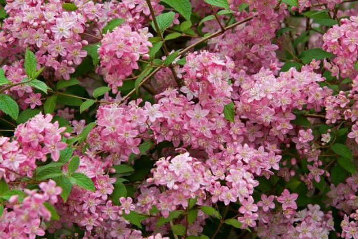 deutzia 'Rosealind'