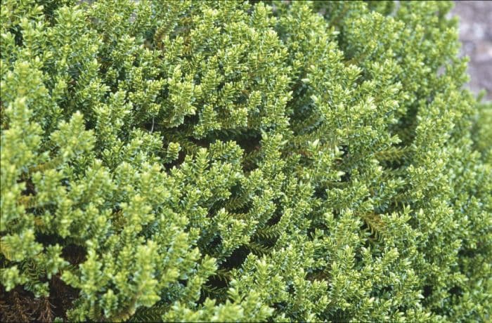 hebe 'Emerald Gem'