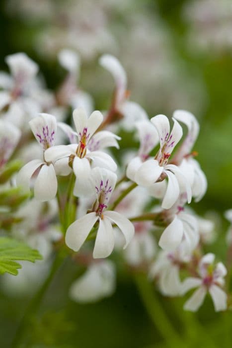 pelargonium 'Fragrans Variegatum'