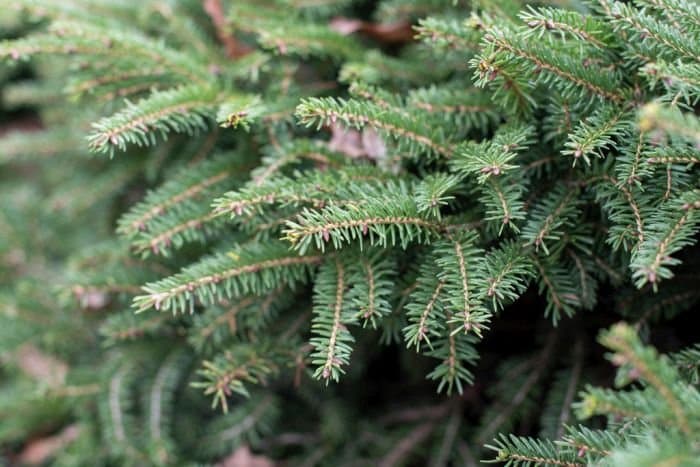 Norway spruce