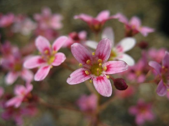 saxifrage 'Hare Knoll Beauty'