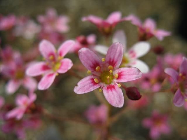 Saxifrage 'Hare Knoll Beauty'