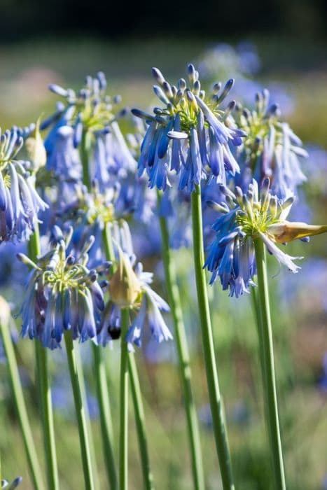 African lily 'Sky'