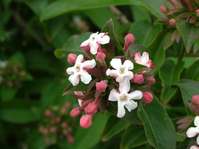 fragrant abelia