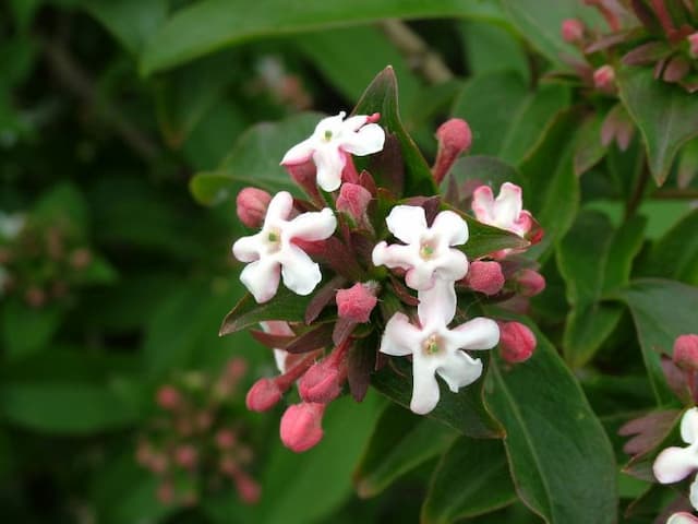 Fragrant abelia