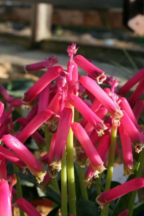 Cape cowslip 'George'