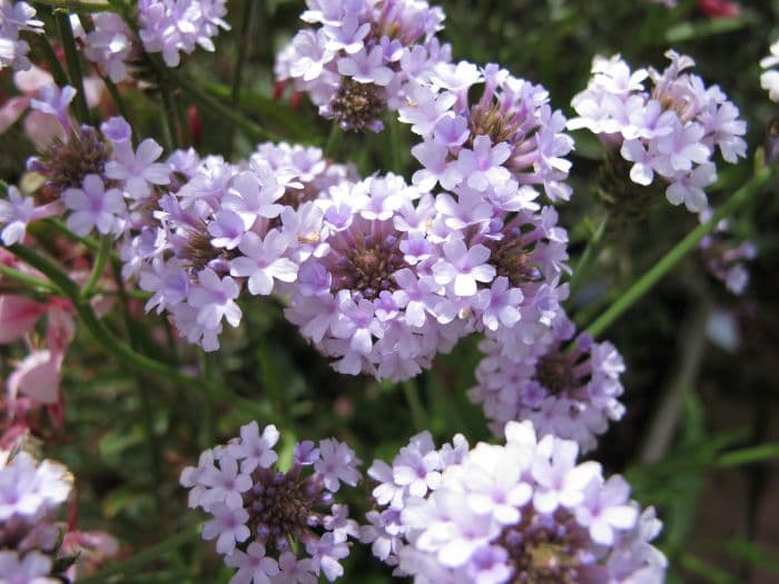 slender vervain 'Polaris'