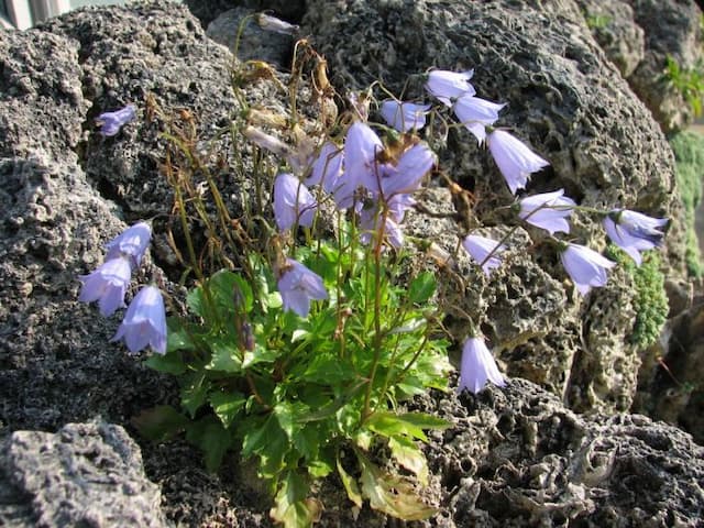 Fairy thimbles