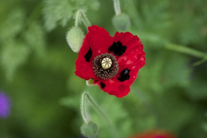 Caucasian scarlet poppy