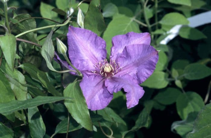 clematis 'Richard Pennell'