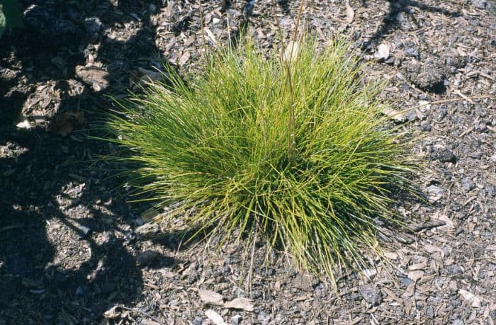 wavy hair grass 'Tatra Gold'