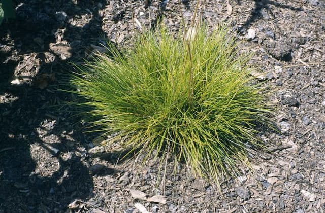 Wavy hair grass 'Tatra Gold'