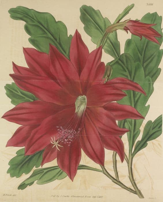 Ackermann's disocactus